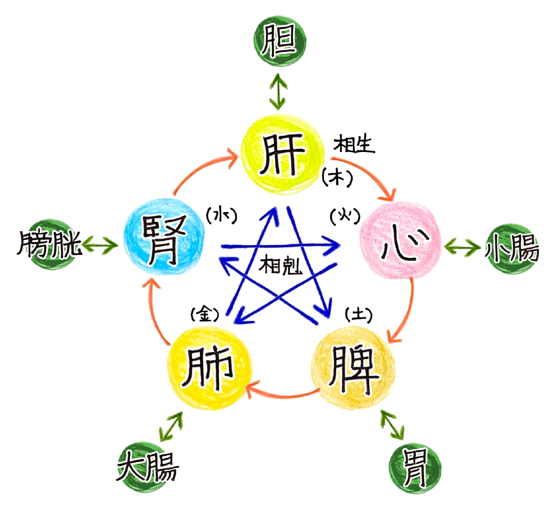 五臓の関係図